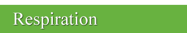 Equine Respiration