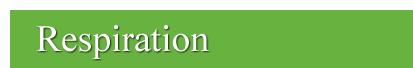 Hilton Herbs Equine Respiration 