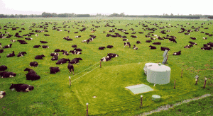 cattle_paddock cattle_paddock