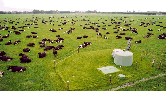 cattle_paddock cattle_paddock