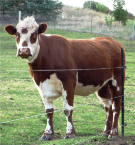 Electrobraid Cattle Fencing 