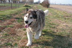 Electrobraid Dog Fencing 