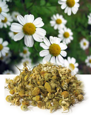 Hilton Herbs Equine Herbs & Tinctures - Chamomile Flower Hilton Herbs Equine Herbs & Tinctures - Chamomile Flower