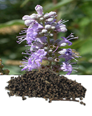 Hilton Herbs Equine Herbs & Tinctures - Vitex Agnus Castus Hilton Herbs Equine Herbs & Tinctures - Vitex Agnus Castus