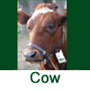 Click Here For Shoo!TAGs For Cows Click Here For Shoo!TAGs For Cows