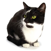 Hilton Herbs Feline Area Hilton Herbs Feline Area
