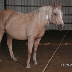 Lame Horse with Cushings