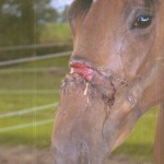Rescued horses and donkeys