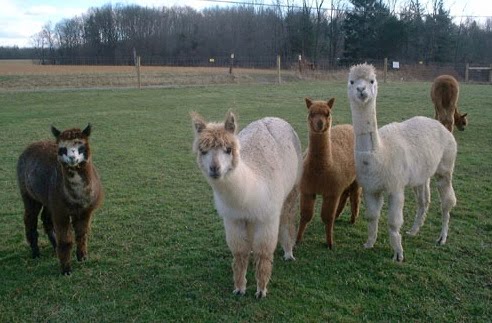 Fencing For Alpacas - Aubrey Oaks Alpacas