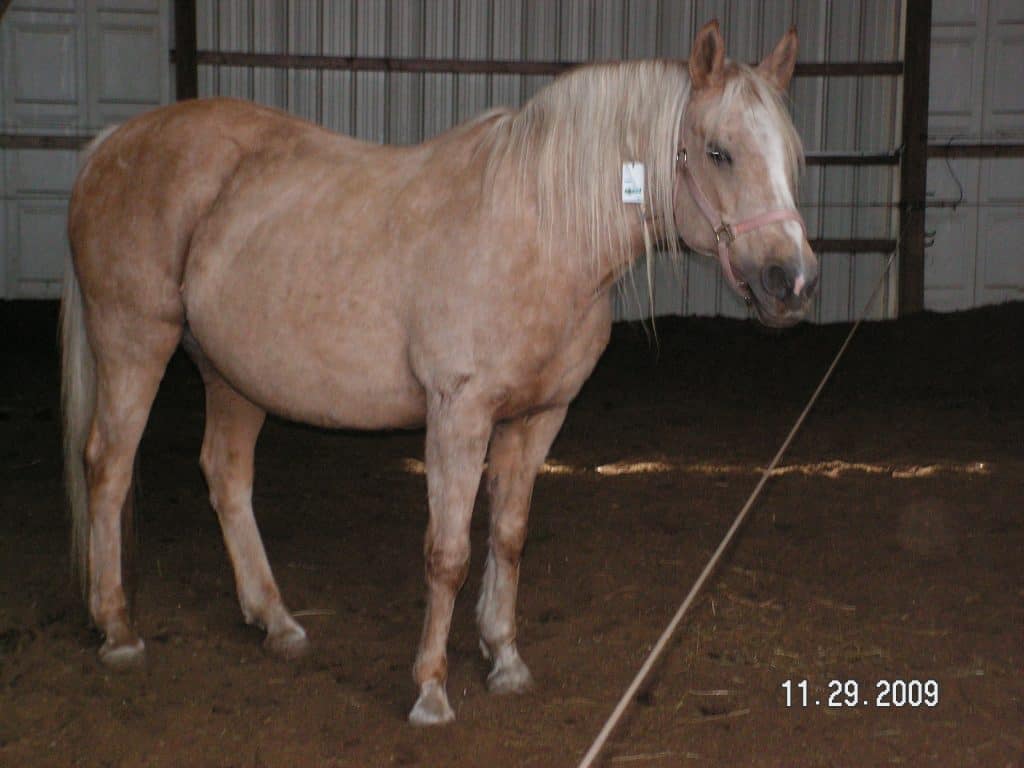 Lame Horse with Cushings The Healing Barn