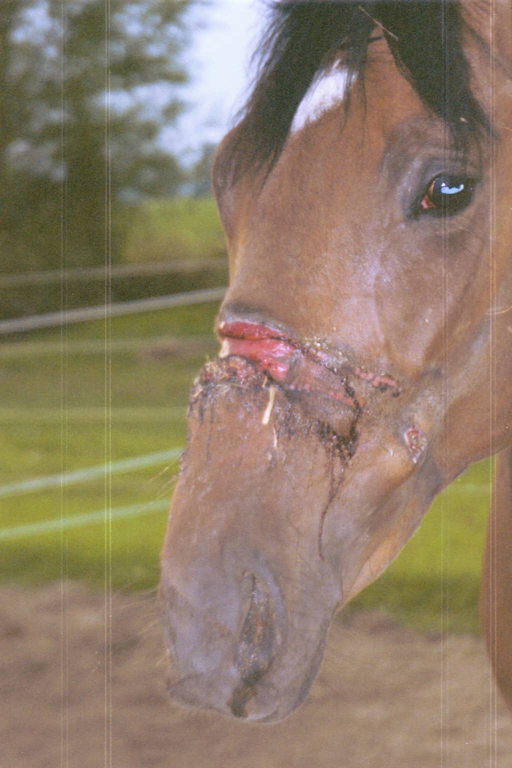The Healing Barn- George 