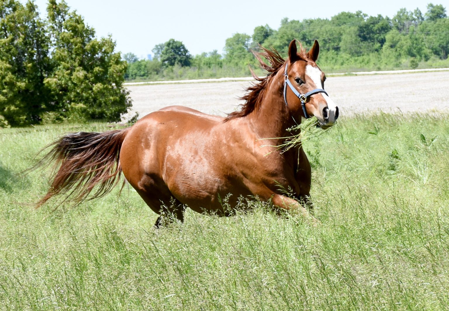 Home The Healing Barn